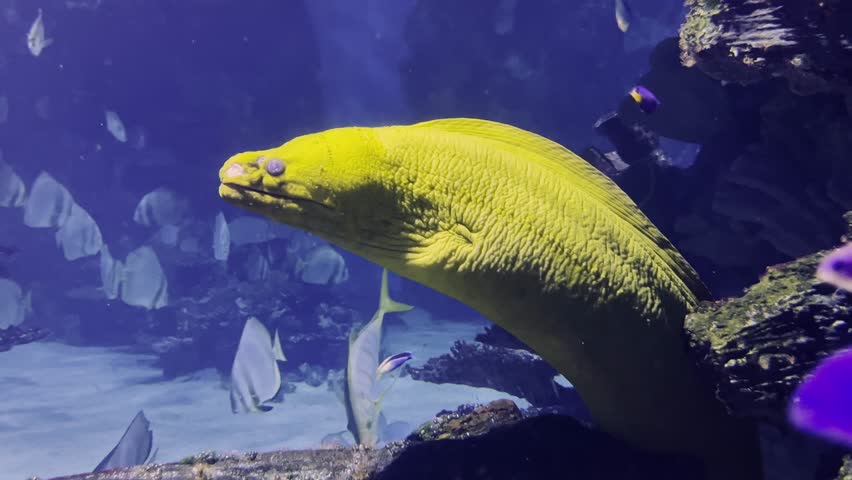 Underwater exploration highlights vibrant marine life including a colorful yellow moray eel