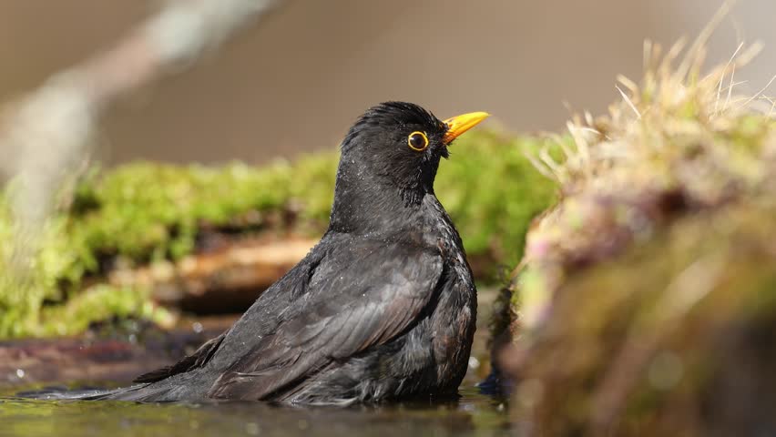 male Blackbird Turdus merula on the forest puddle bird batch time