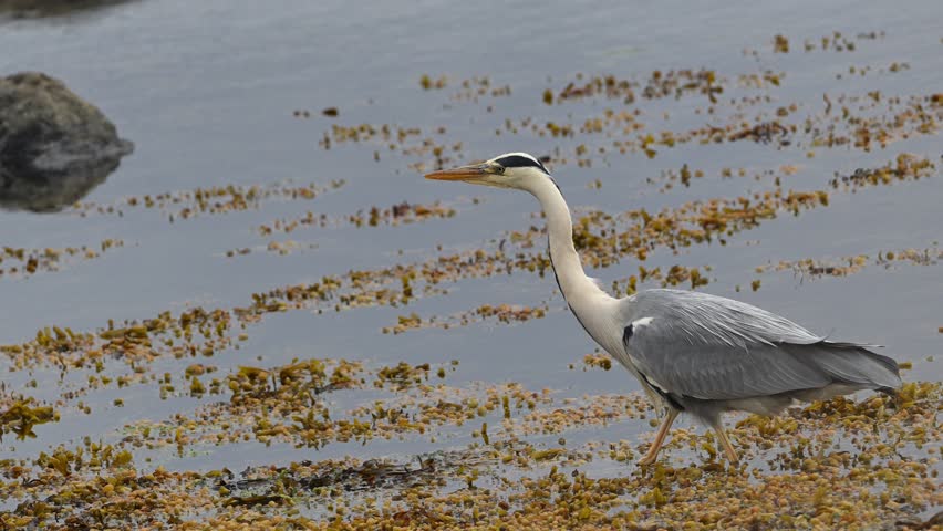 Grey heron Ardea cinerea walks slowly with focused posture while hunting in shallow sea. Elegant movement and long legs visible among coastal seaweed