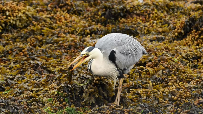 Slow motion shows grey heron Ardea cinerea in seaweed handling a small fish. Bird gently puts fish down after struggling to eat, preparing to continue feeding, handheld