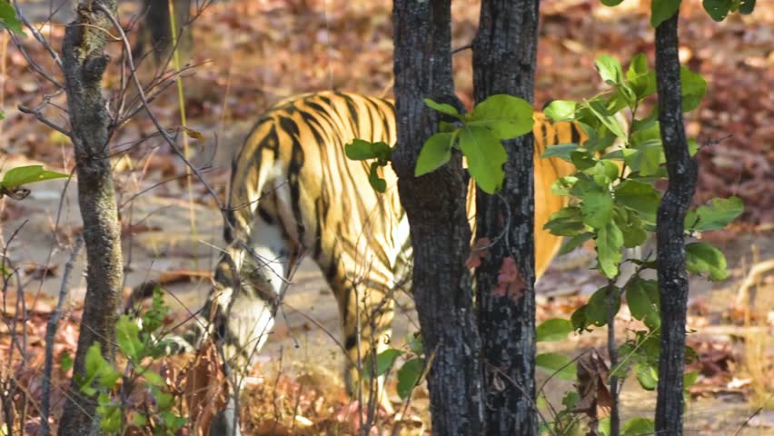 Close-up footage of a majestic Royal Bengal Tiger prowling in its natural habitat at Sanjay Dhubri Tiger Reserve, India. Stunning wildlife video showcasing territorial behavior.