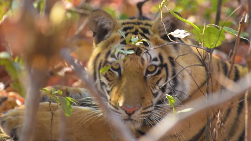 Close-up video of a majestic Royal Bengal Tiger resting in the shade at Sanjay Dhubri Tiger Reserve, India. Stunning wildlife footage showcasing the big cat's beauty and grace in natural habitat.
