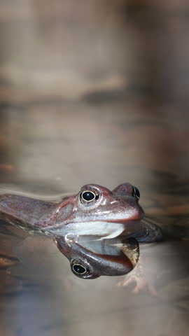 A Vertical Portrait of a Brown Frog Head Emerging from Water, with Its Clear Reflection Visible Below. Close-Up of Amphibian Wildlife Captured in Natural Habitat, Featuring Copy Space Above.