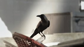 Black raven bird sits on back top of wicker chair, crow looks around in public cafe outside, wild animal blackbird rook watches in search of food. Death concept. Full shot - Powered by Shutterstock - Get 15% off with code: PIKWIZARD15