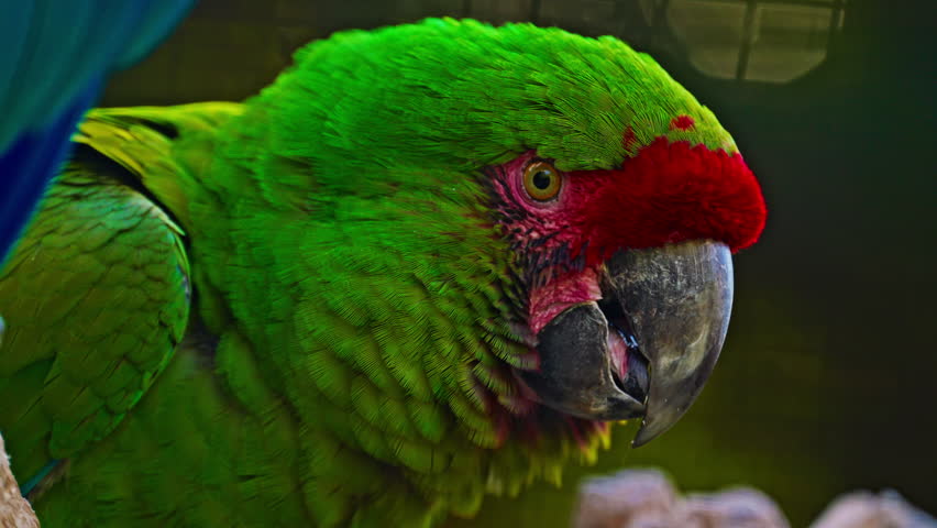 Portrait of beautiful parrot in green colour. Closeup