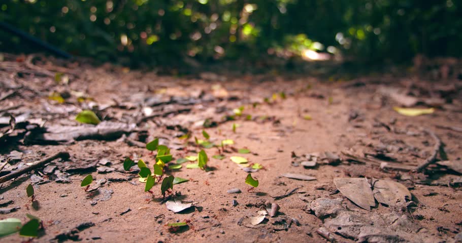 A trail of leafcutter ants transports leaf fragments, shaping the ecosystem of Peru’s Amazon rainforest.