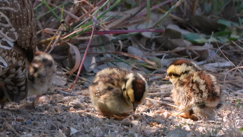 Kruger National Park, South Africa, small chick of Swainson’s spurfowl pecking on the ground
