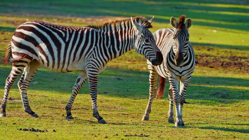 A pair of zebras together graze in the wild on a meadow of the savannah 