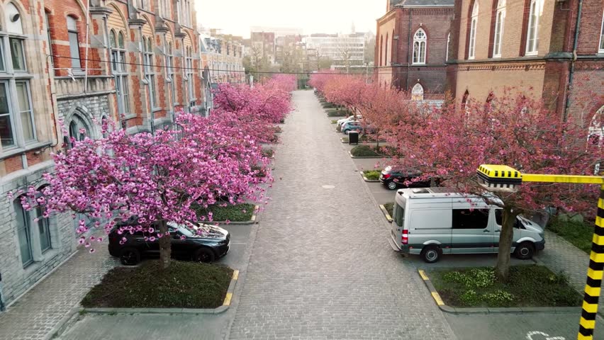 A stunning drone view of pink cherry blossom trees in full bloom, lining a historic cobblestone street in Ghent, Belgium. The vibrant spring colors contrast beautifully with the charming urban landsca