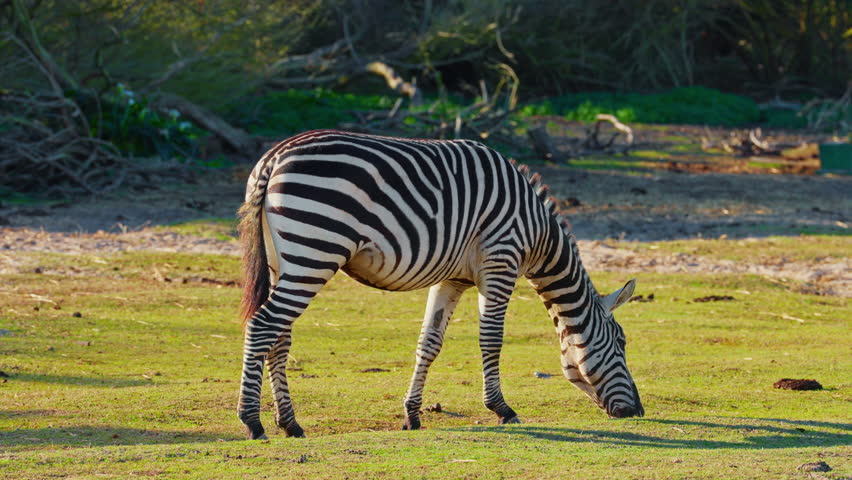 Closeup of a striped wild african zebra face standing and eating alone on the pasture. Wildlife of endangered animal species