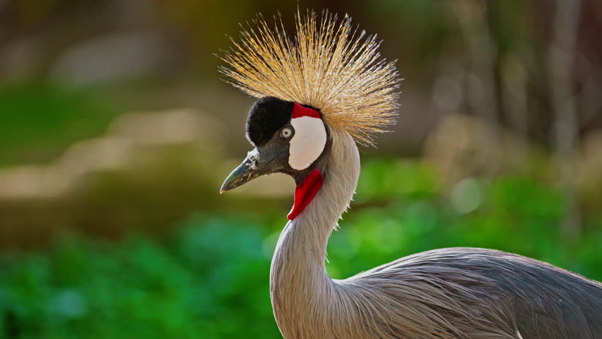 Exotic bird black crowned crane closeup