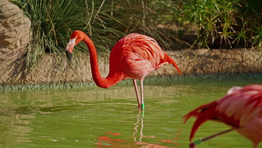 Bright colorful red American flamingo. pink flamingos on the lake. Closeup