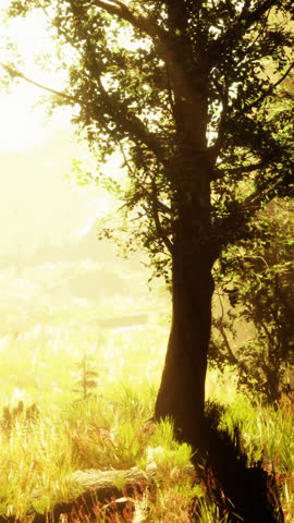 sun rising in a forest with fog