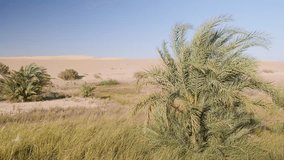 Palms in a desert. Sands of Great Sand Sea of Sahara desert at background. Siwa Oasis, Egypt - Powered by Shutterstock - Get 15% off with code: PIKWIZARD15