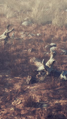 dry grass and rocks landscape