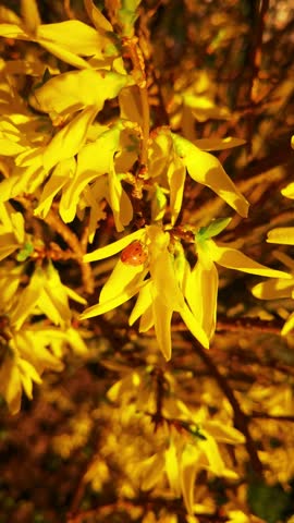 
spring blossom in the park during the day