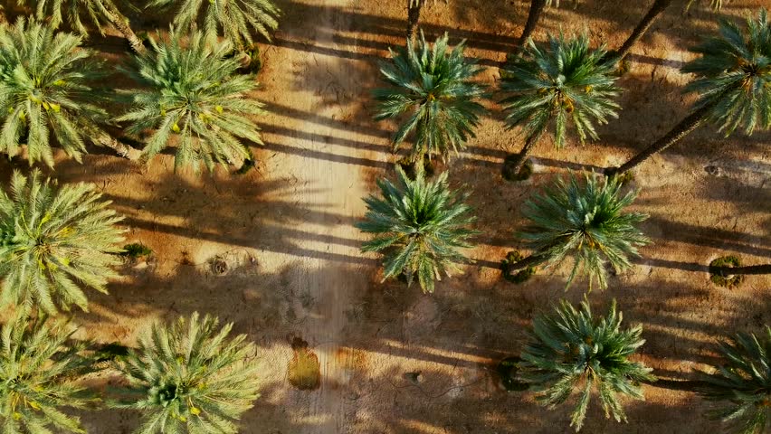 Moving top-down drone shot gliding forward over a vast date palm farm in the southern Israel desert. The rows of trees showcases a geometric symmetry.