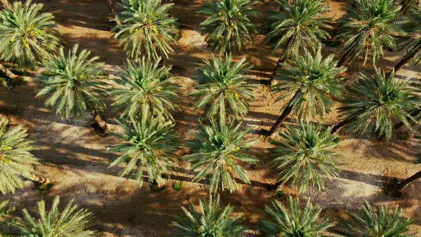 Top-down aerial view showcasing a vast farm of date palm trees in the southern Israel desert.