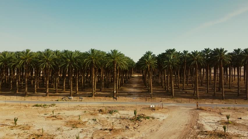 Drone ascends over a date palm farm in southern Israel’s desert, revealing rows of trees stretching endlessly toward the horizon under a clear sky.