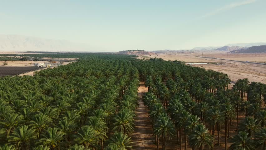 Drone hovers above a date palm plantation in southern Israel’s desert, Middle East. Revealing an endless expanse of trees stretching in perfect symmetry to the horizon