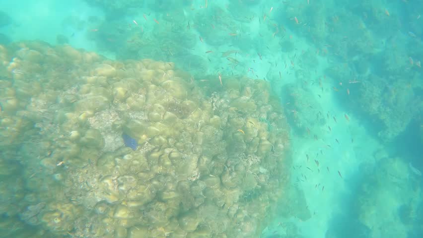 Pov underwater view of coral reef with small fish swimming around with sunlight relfecting on the coral. Phi Phi, Thailand.