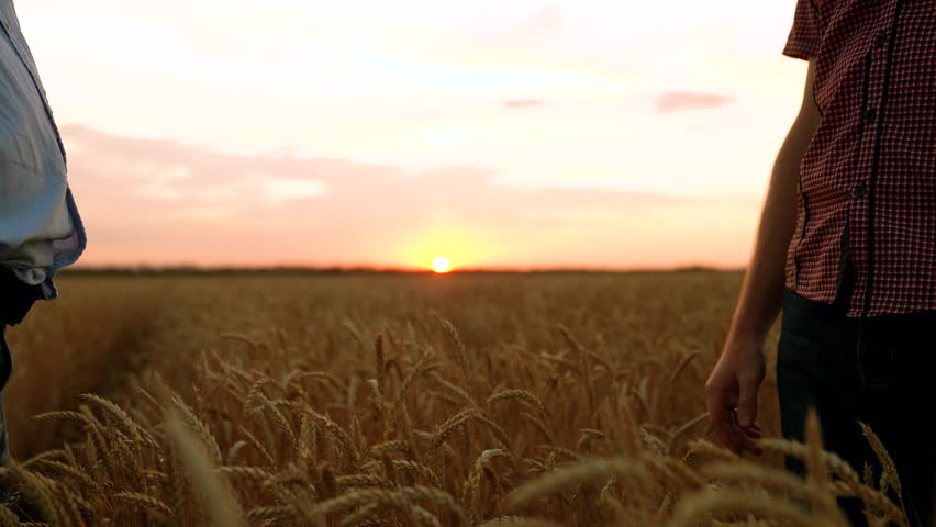 Business people shake hands outdoor in sun. Business teamwork. Male farmers shaking hands, wheat field. Handshake, joint work of people. Partners agreed concluding deal, sign of consent to shake hands