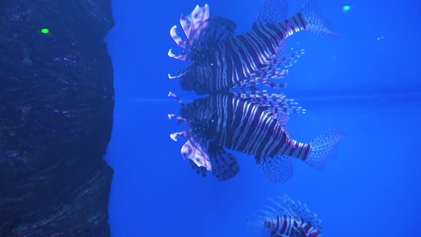 lionfish swim near rocks in a blue aquarium at Oceanarium