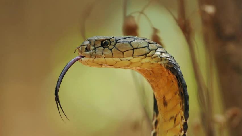An aggressive King Cobra - Close up King Cobra scene
