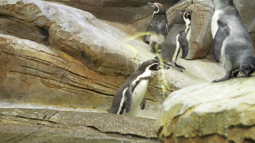 Group of penguins are standing on a rocky shore. One of the penguins is holding a yellow object in its mouth