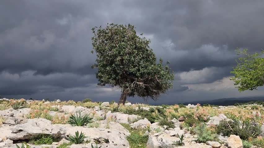 At the ruins of Sakizli ancient Roman city, a carob tree, along with a nearby wheat field, beautifully encapsulate the economy and humanscape of bygone eras.
