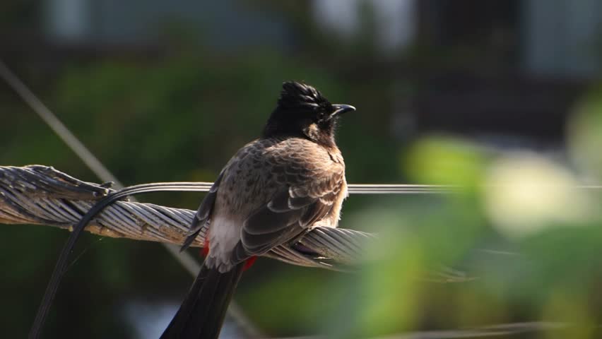 India Bulbul bird. Red vented bulbul bird on branch. The red-vented bulbul is a member of the bulbul family of passerines. Pycnonotus cafer.