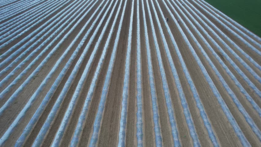 Hardworking farmers tending watermelon crops, walking between plastic mulched rows in expansive agricultural field, performing systematic cultivation and harvest tasks