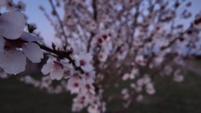 A view of an almond orchard in bloom. An almond orchard in flower in early spring. Rose blossoms of almond trees at dusk. The concept of gardening and orcharding. Partly blurred, close-up - Powered by Shutterstock - Get 15% off with code: PIKWIZARD15