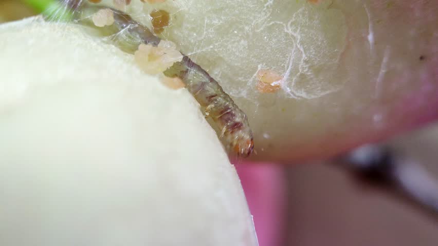 close up, caterpillar are making nests with webs