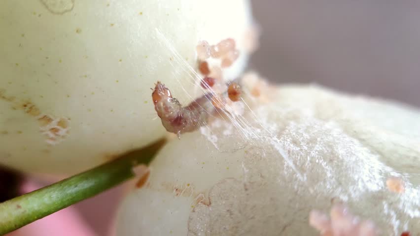 close up, caterpillar are making nests with webs