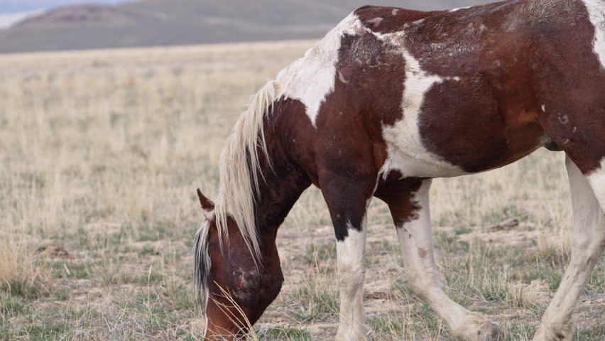 Wild horse paint walking in slow motion in the Utah desert with bite mark on its face.