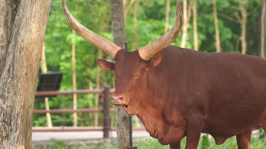Footage of an Ankole Watusi or Bos taurus watusi, also known as Ankole Longhorn in a zoo environment, showing its body and horn.