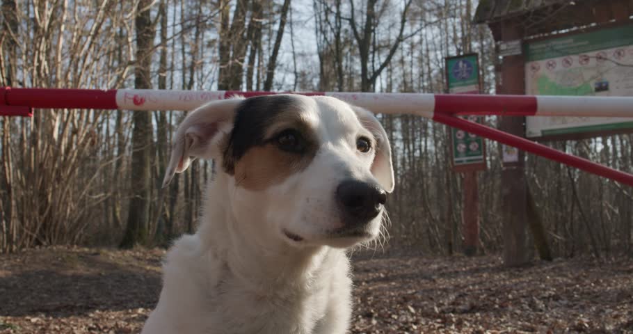 A white dog is sitting in front of a sign that forbids entering the forest with dogs