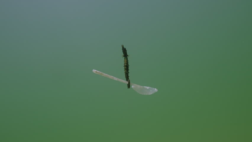 Bottom view of Seahorse holds with tail a big disposable plastic spoon and swimming with it in the water column. Sea horse travels with a plastic spoon in the deep sea