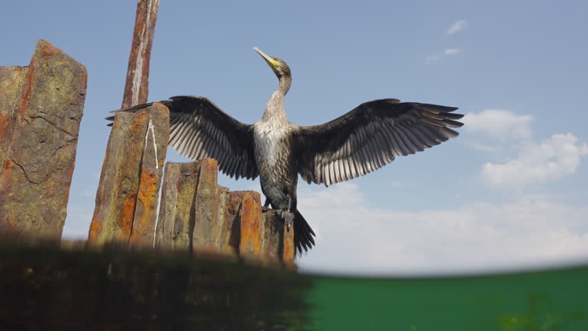 View from water level of Great Black Cormorant sitting on a broken rusty dock and drying its feathers with its wings spread out to the sides, Split level