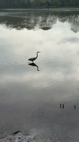 A great blue heron hunts for fish along the Roswell Riverwalk, gracefully stalking through shallow waters in this peaceful wildlife scene.