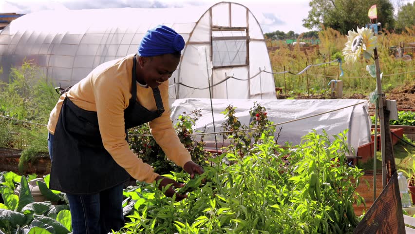 Experienced farmer harvesting ripe chili peppers, embracing sustainable agriculture practices in vibrant community garden surrounded by seasonal crops and fresh produce