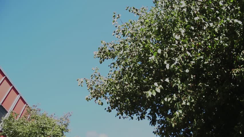 Green tree leaves are rustling under the blue sunny sky on a summer festival day in Wellington, New Zealand.
