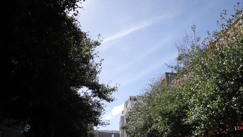 Green tree leaves are rustling under the blue sunny sky on a summer festival day in Wellington, New Zealand.