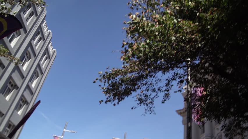 Green tree leaves are rustling under the blue sunny sky on a summer festival day in Wellington, New Zealand.