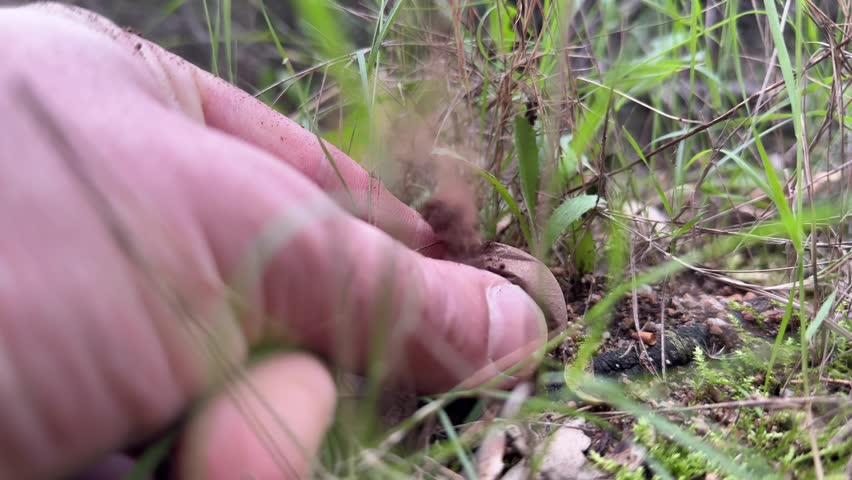 A Magical Forest Encounter: Crushing a Puffball Mushroom with a Hand, Unleashing a Mysterious Cloud of Fungal Spores