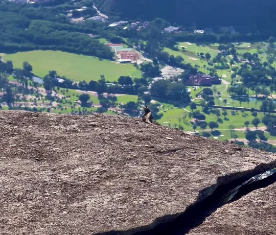 A daring gecko struts across Gávea Rock, defying gravity in a vibrant dance of nature!