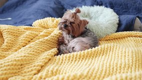 A small cute pretty purebred Yorkshire Terrier dog lying on a blue sofa, in bed indoors looking in camera. Brown puppy, doggy, lapdog in cozy home. Canine breed Domestic animal resting napping indoors - Powered by Shutterstock - Get 15% off with code: PIKWIZARD15