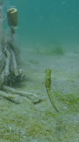 Vertical video, Seahorse swims up to a fishing net and sits on it, Slow motion. Sea horse sits on a fishery network lost on the seabed