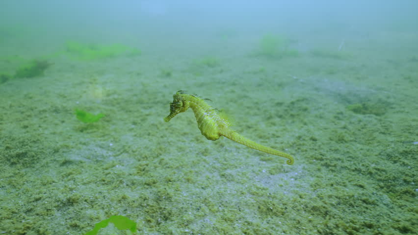 Close-up of beautiful Long Snouted Seahorse swims above seabed covered with colonial form of blue-green algae blooms, Slow motion. Algae blooming with rising water temperatures and Climate Change 